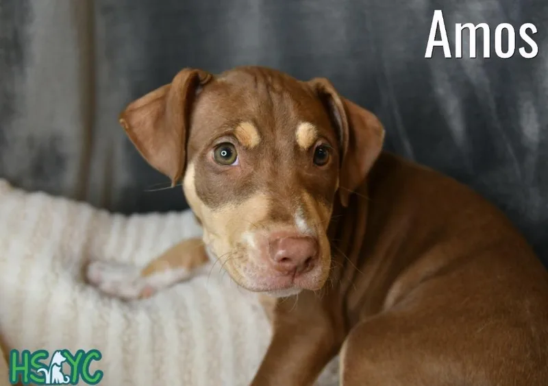 Amos thumbnail 6
