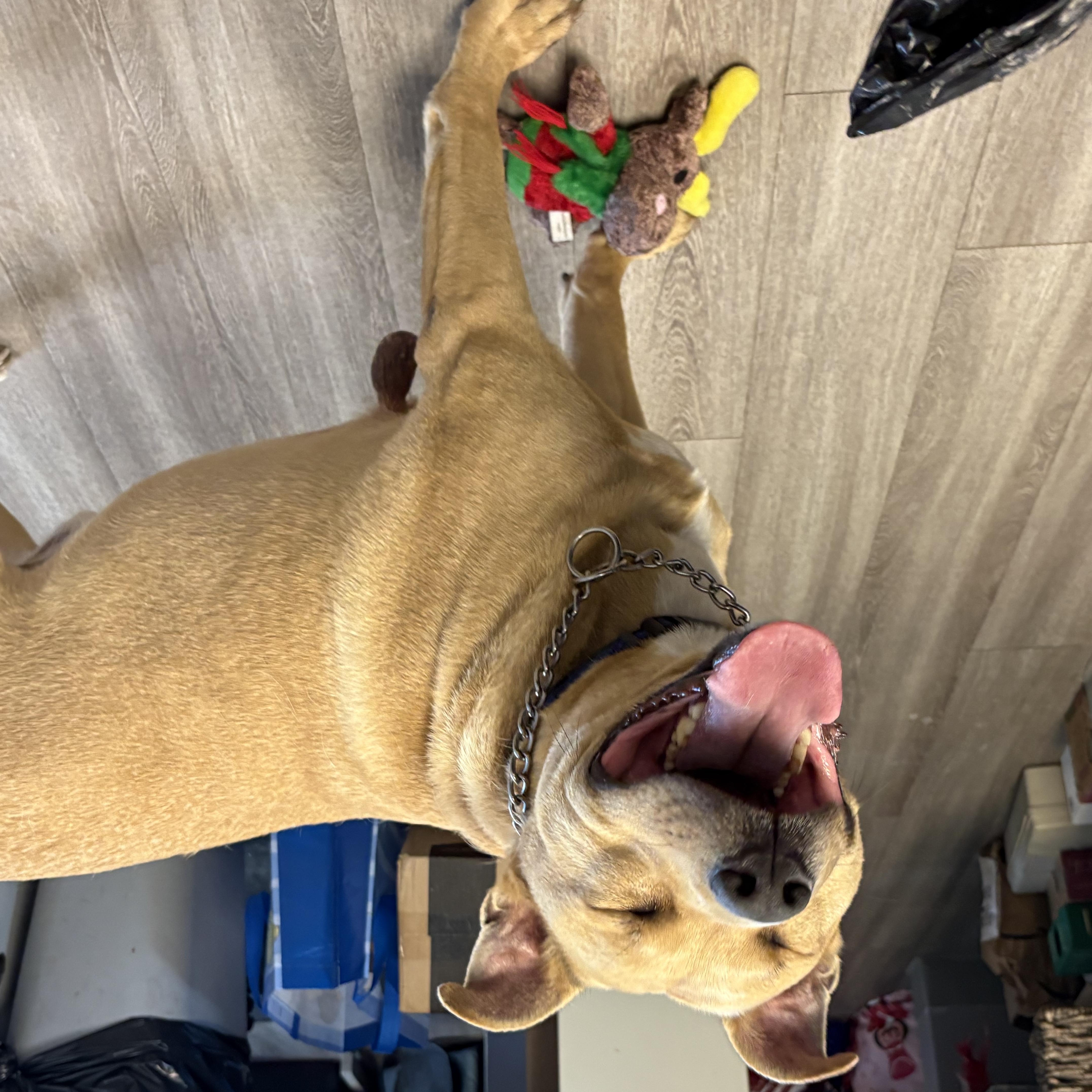 A senior large-sized male Yellow / Tan / Blond / Fawn Black Mouth Cur dog named Tyson for adoption in Milford, CT