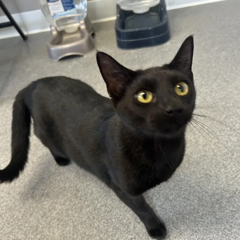 A young medium-sized male American Shorthair cat named Donovan for adoption in Seward, NE