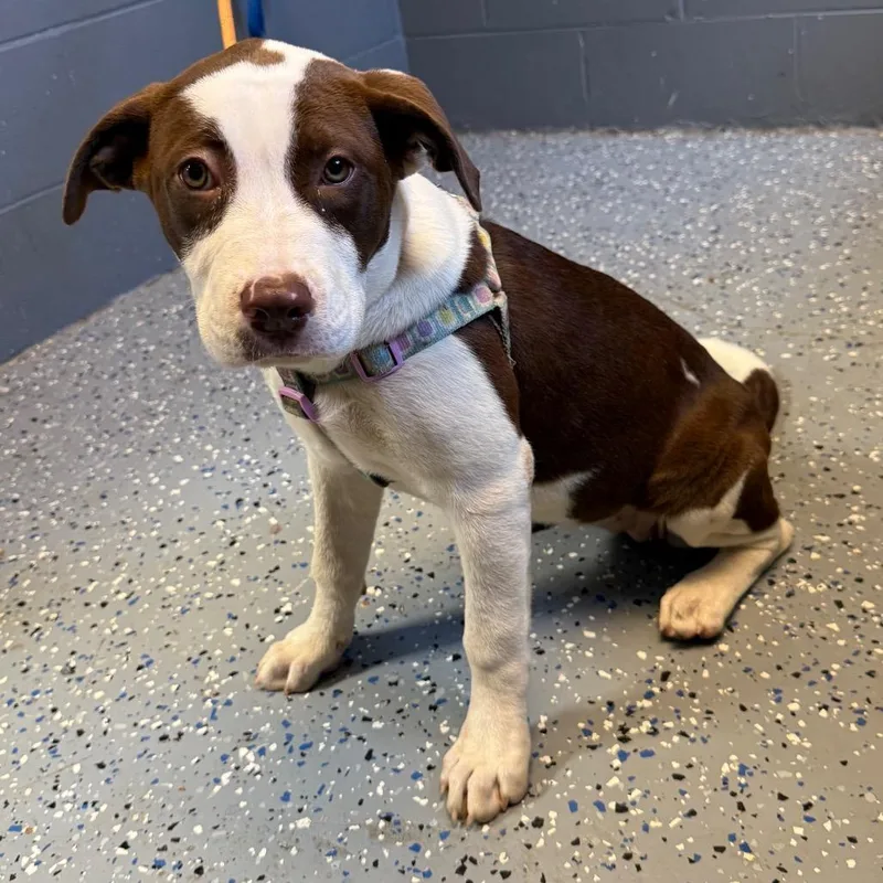 A baby medium-sized female Brown / Chocolate Pit Bull Terrier dog named Athena for adoption in Tuscaloosa, AL