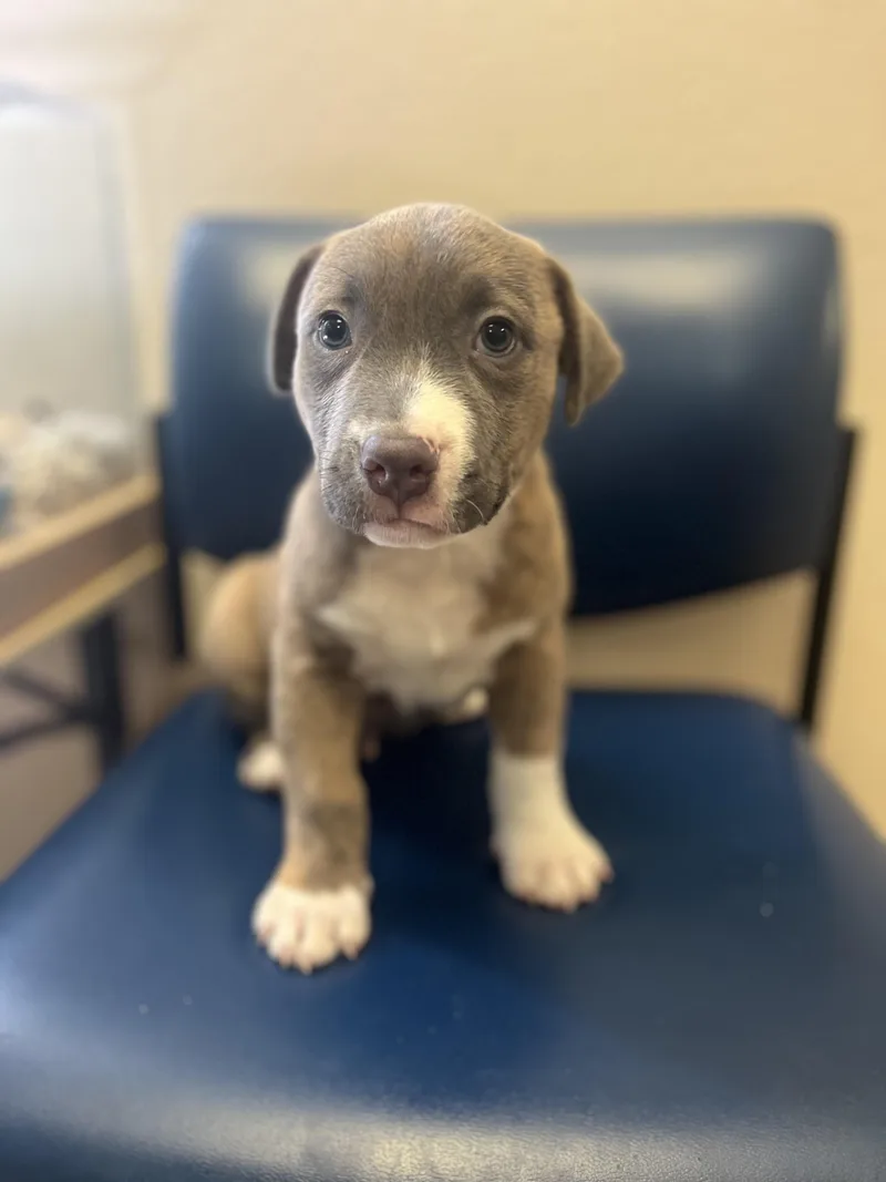 A baby medium-sized male Terrier dog named Tango for adoption in Helotes , TX