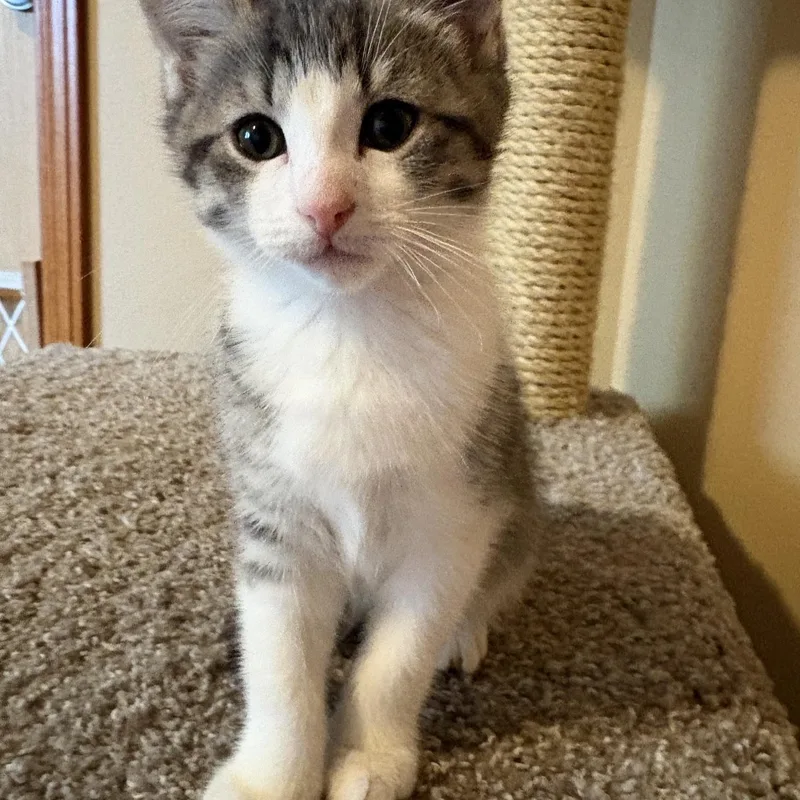 Kita