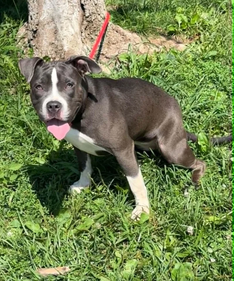 A young medium-sized female Gray / Blue / Silver Pit Bull Terrier dog named Puddle for adoption in Springfield, IL