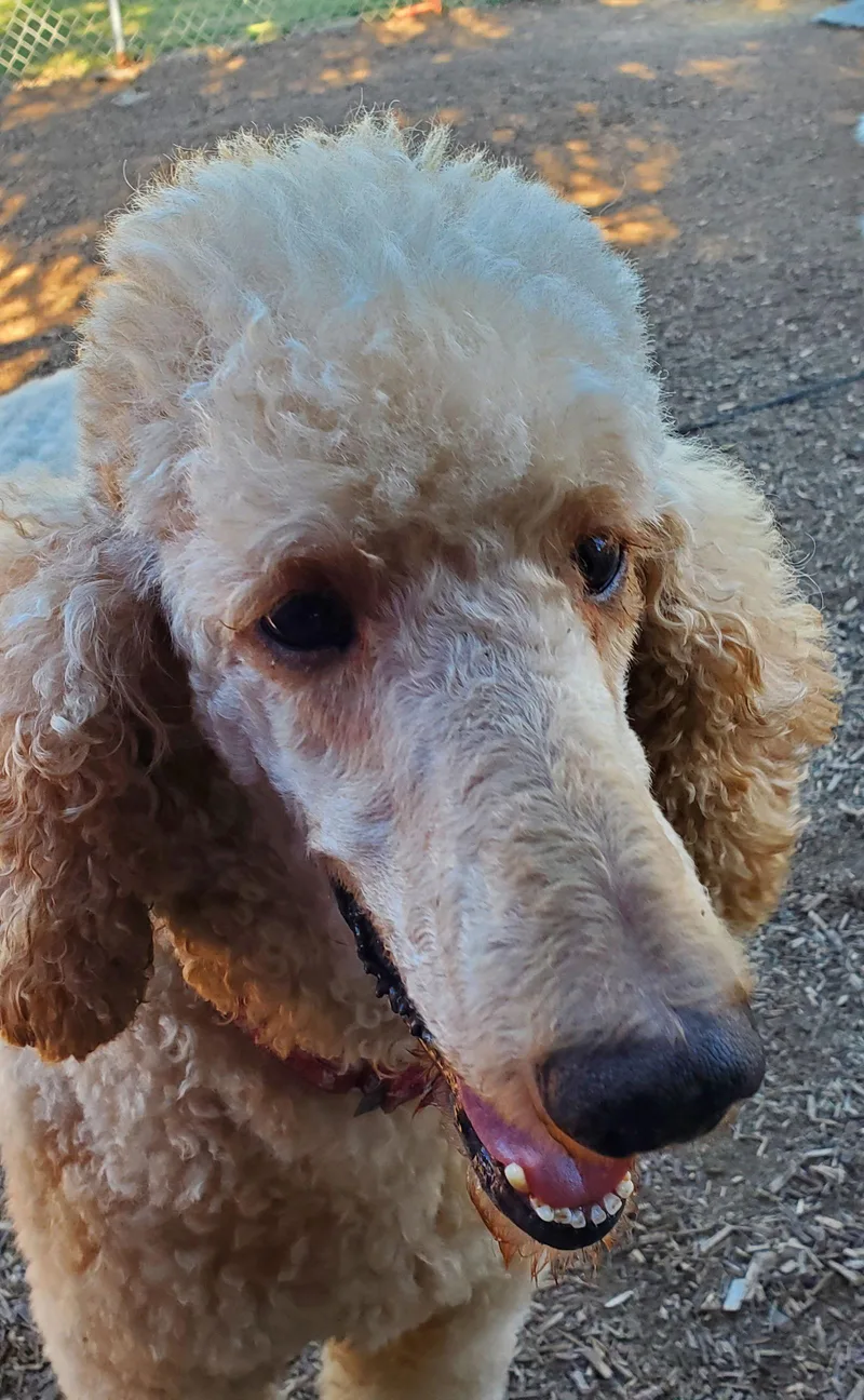 Bentley thumbnail 3
