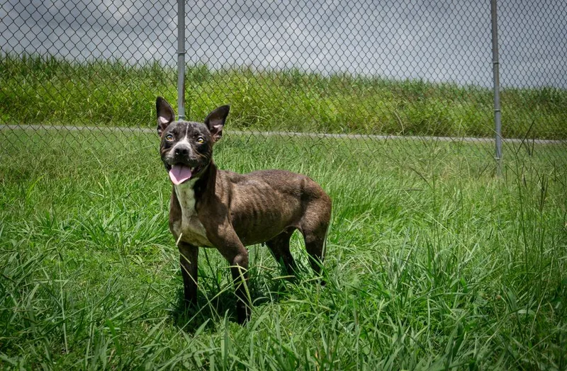 An adult medium-sized female Mixed Breed dog named Liberty for adoption in Scott, LA