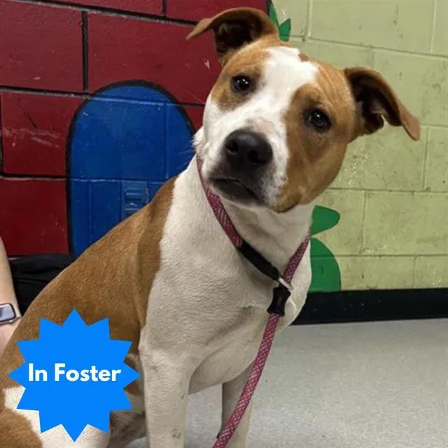 A young medium-sized female Pit Bull Terrier dog named Addison for adoption in Indianapolis, IN