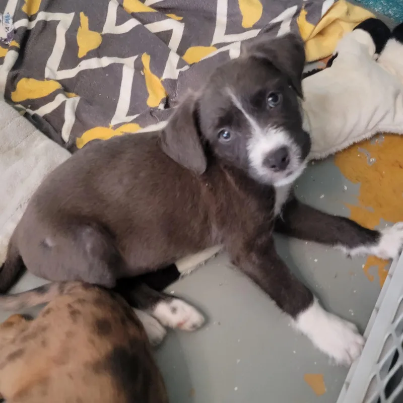 A baby medium-sized male Mixed Breed dog named Steelie for adoption in ISABELA, PR