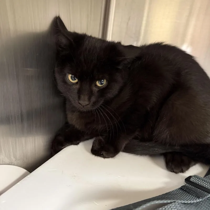 A baby small-sized male Domestic Short Hair cat named "Peridotite" for adoption in Perkiomenville, PA