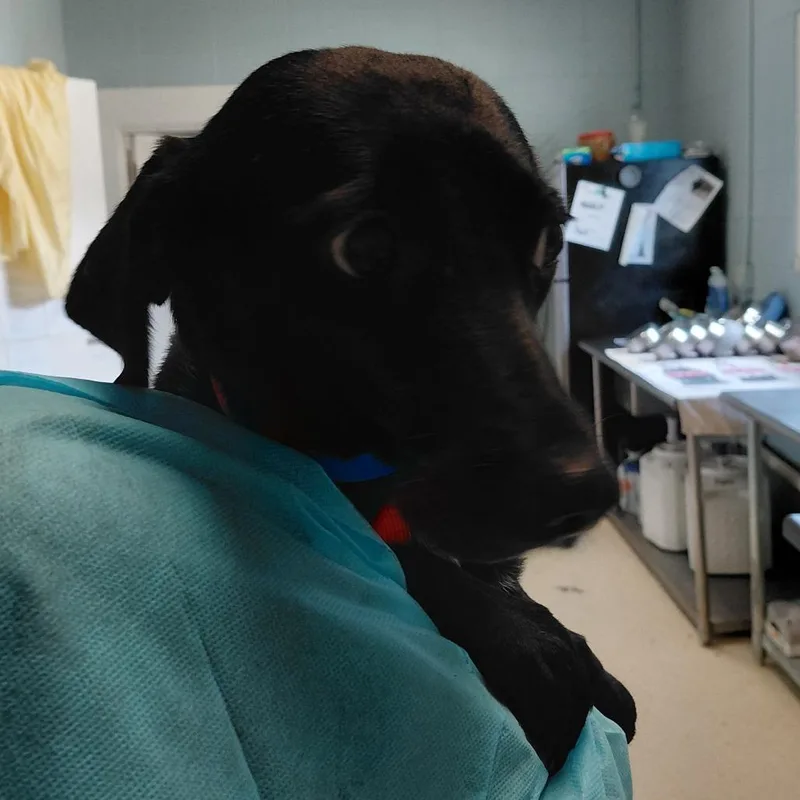 An adult small-sized female Jack Russell Terrier dog named Delta for adoption in LOXAHATCHEE, FL