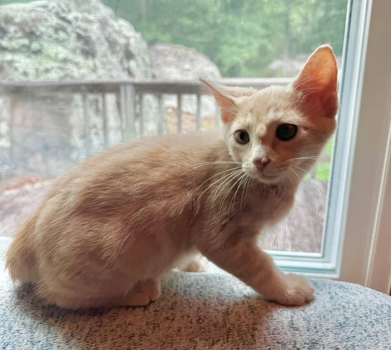 A baby medium-sized male Orange & White Domestic Medium Hair cat named Tuff for adoption in Fort Payne, AL