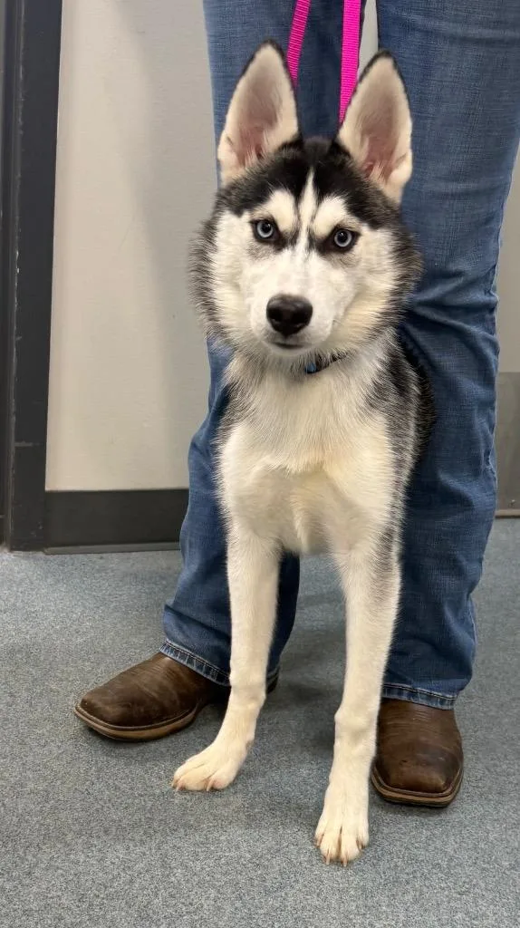 Skye