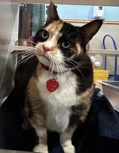 A senior large-sized female Calico Domestic Short Hair cat named Callie for adoption in Stanwood, WA