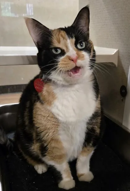 Callie thumbnail 2