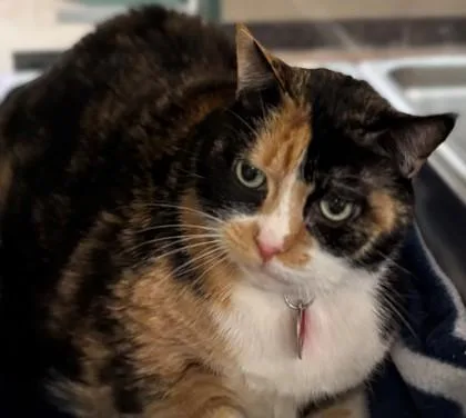 Callie thumbnail 3