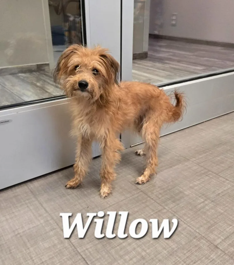 A young small-sized female Terrier dog named Willow Yrly for adoption in Sidney, OH