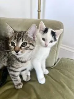 A baby small-sized female Domestic Short Hair cat named Cookie and Gizmo for adoption in Hull, MA