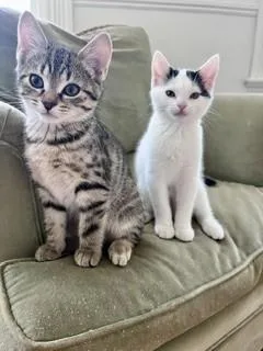 Cookie and Gizmo thumbnail 5