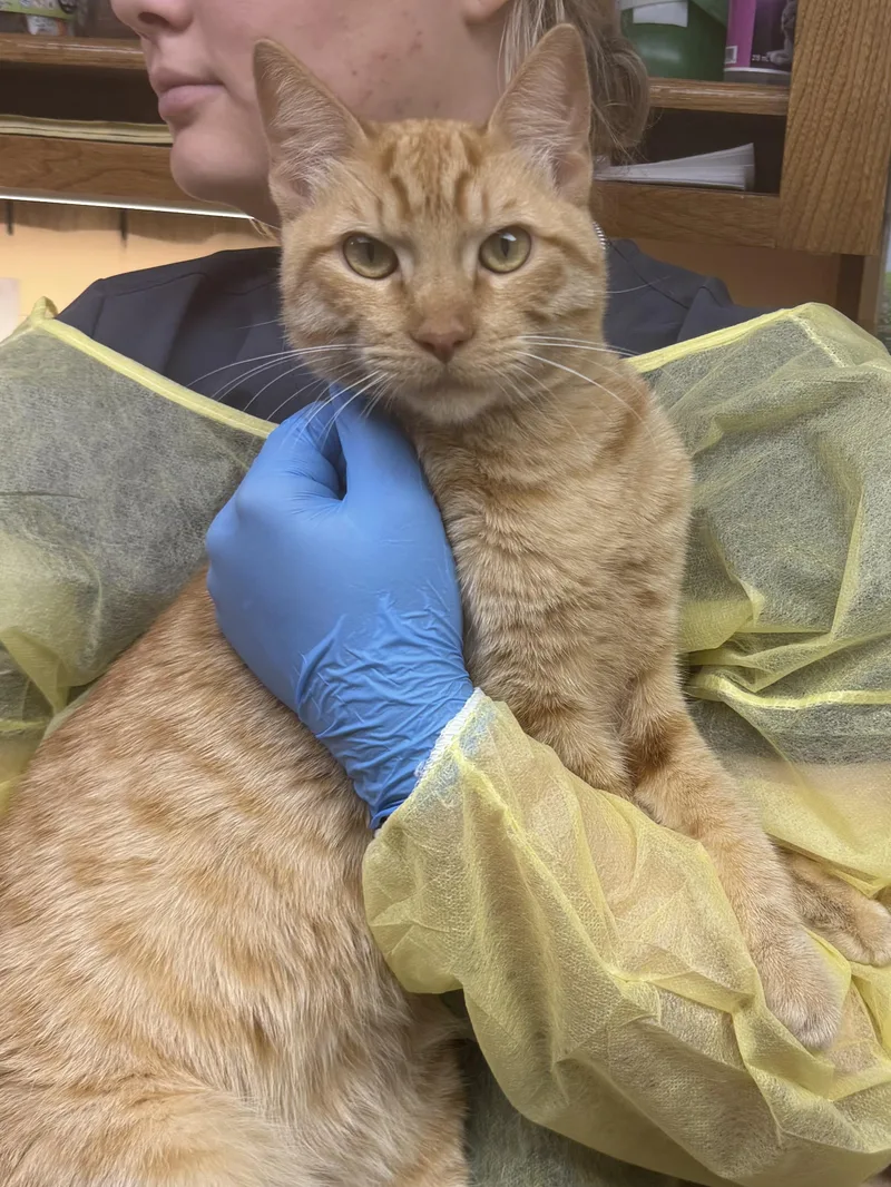 A young medium-sized male Tabby (Orange / Red) Domestic Short Hair cat named Simba for adoption in Tomball, TX
