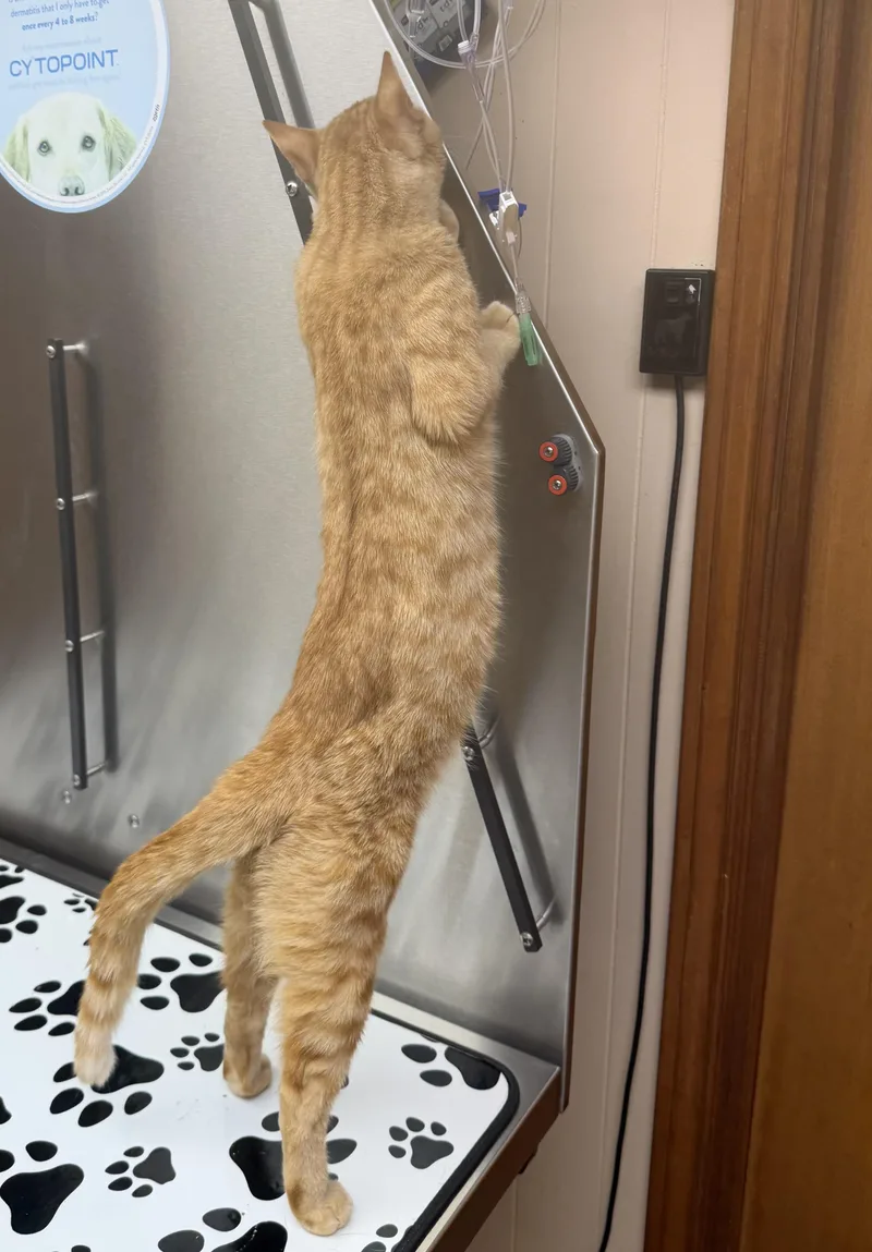 Simba thumbnail 2