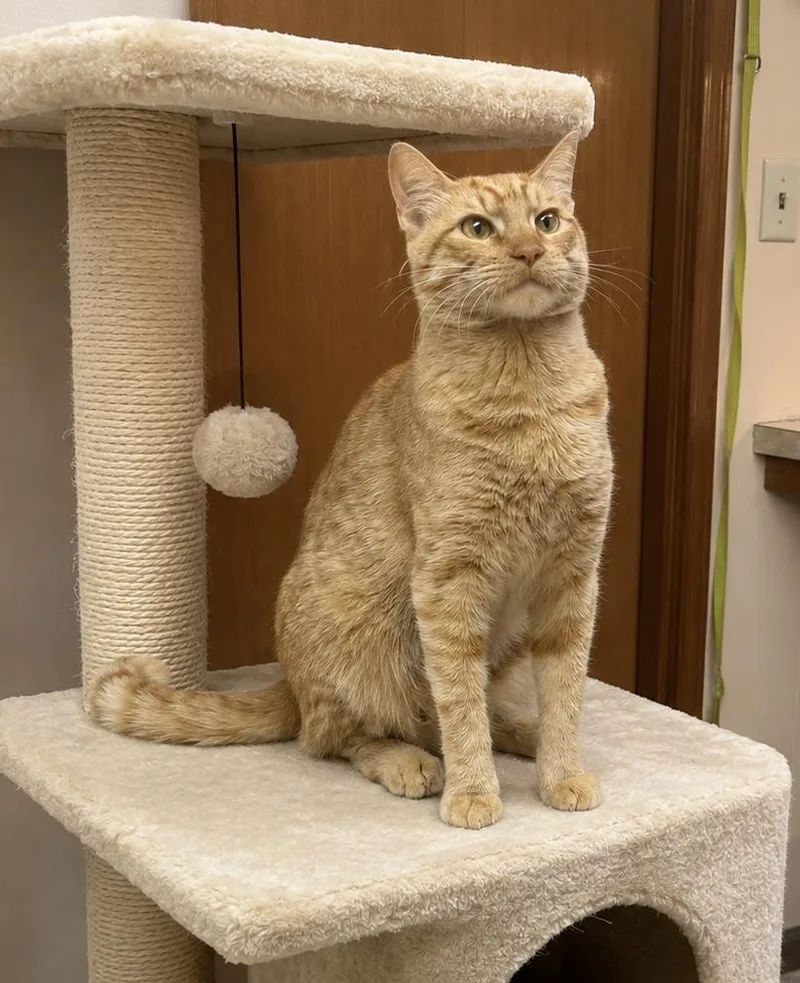 Simba thumbnail 3