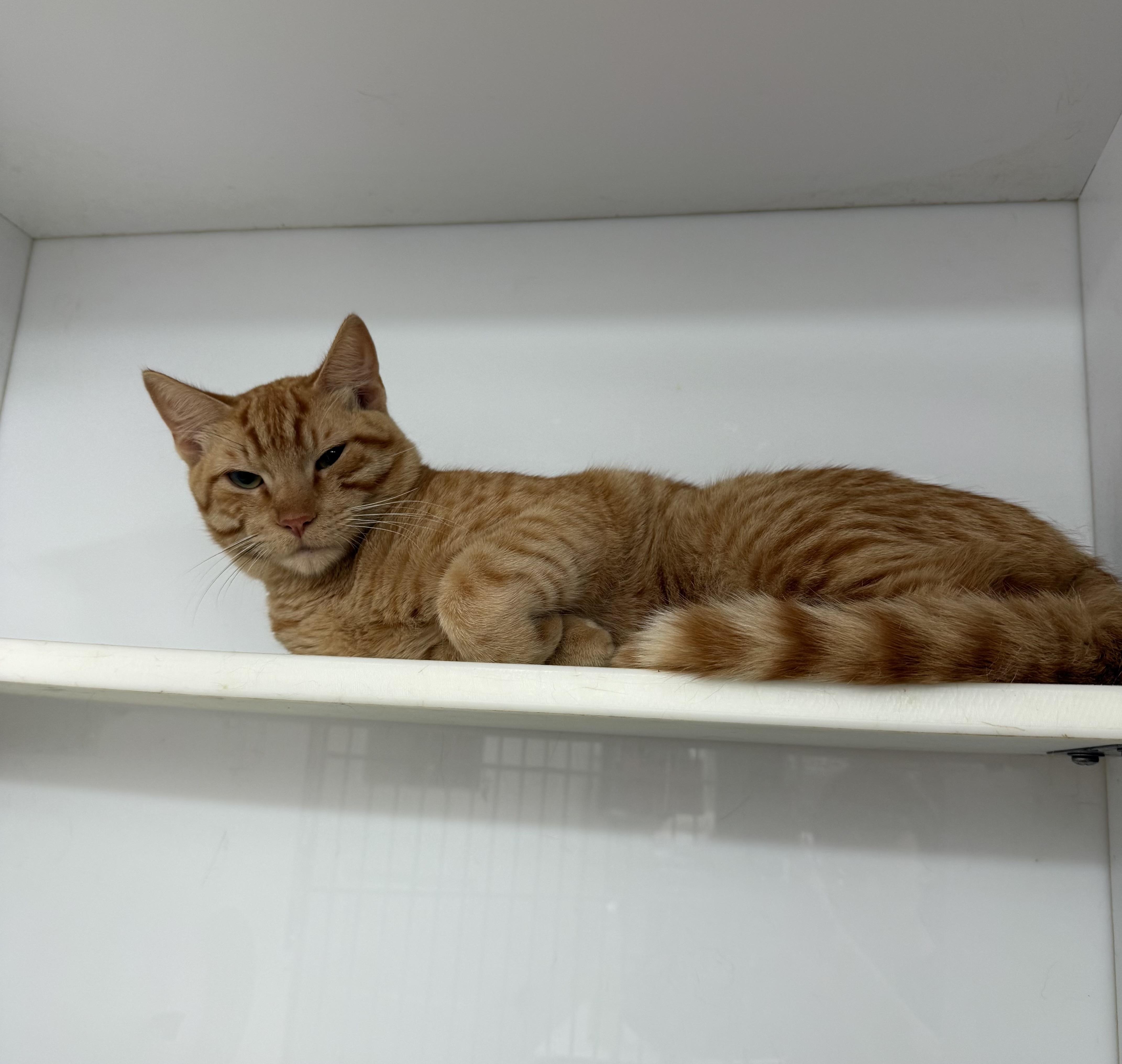 Simba thumbnail 4