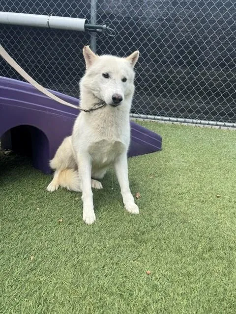 An adult large-sized male Siberian Husky dog named Congee for adoption in Gardena, CA