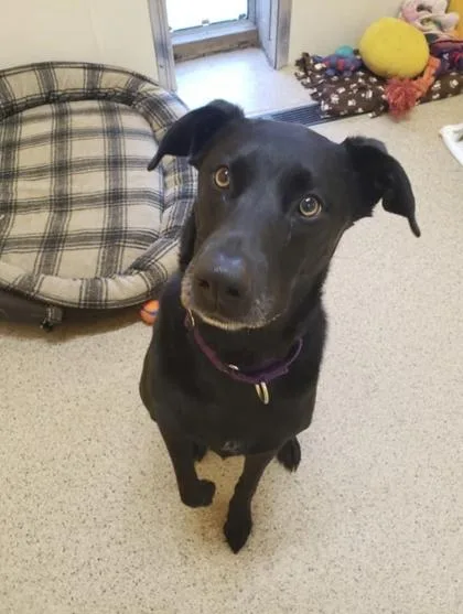 An adult large-sized female Labrador Retriever dog named Amelia for adoption in De Soto, IA