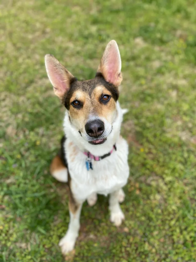 An adult large-sized female German Shepherd Dog dog named Mika for adoption in Winder, GA