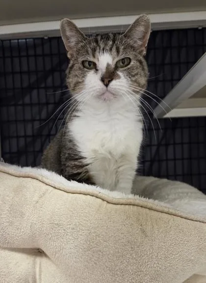 Priscilla [bonded To Wilbur] thumbnail 2