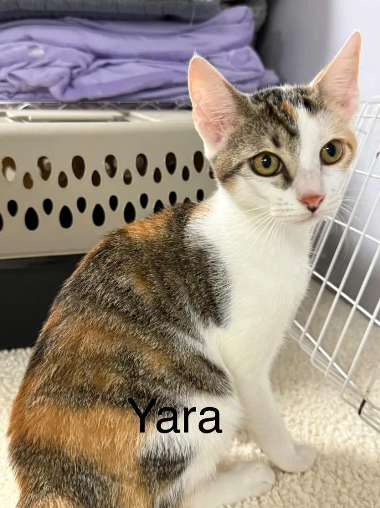 A baby small-sized female Domestic Short Hair cat named Yara for adoption in Saint Francisville, LA