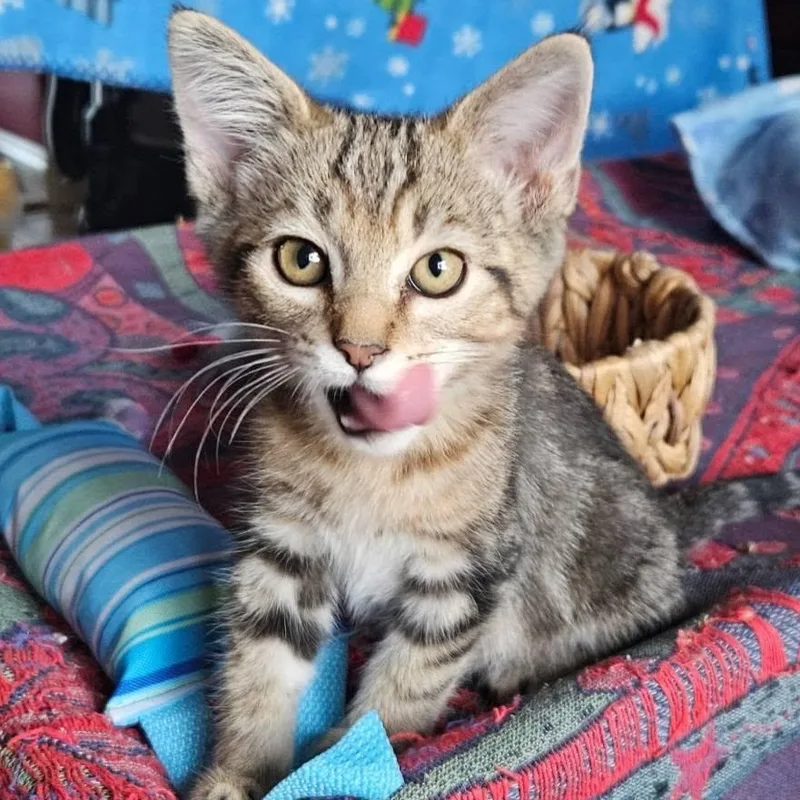 A baby medium-sized male Tabby (Brown / Chocolate) Domestic Short Hair cat named Mr. Green Jeans for adoption in Queen Creek, AZ