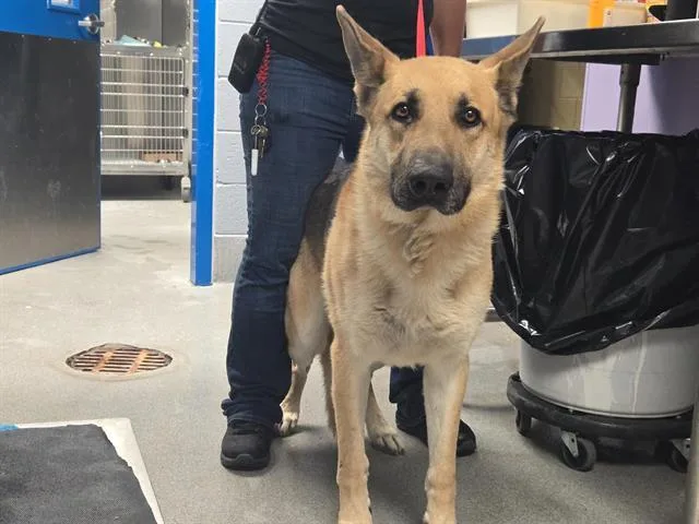 An adult medium-sized male German Shepherd Dog dog named Dewey for adoption in Albuquerque, NM