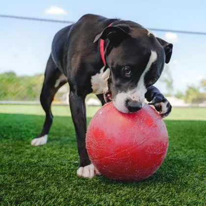 An adult large-sized male Boxer dog named George for adoption in Atlanta, GA