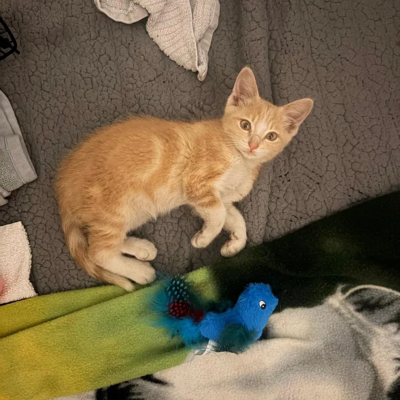 A baby small-sized female Buff / Tan / Fawn Domestic Short Hair cat named Honey Bun for adoption in Columbia, MO