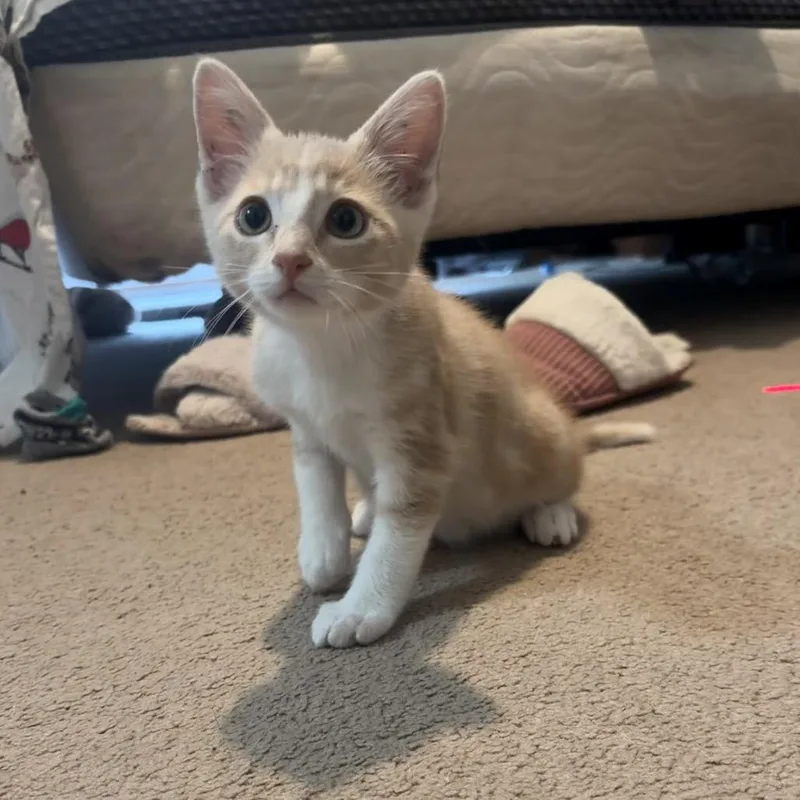 Honey Bun thumbnail 3