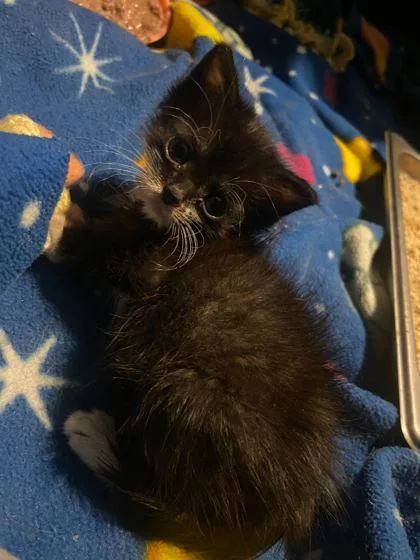 A baby small-sized male Domestic Short Hair cat named Frank Sinatra for adoption in Ringoes, NJ