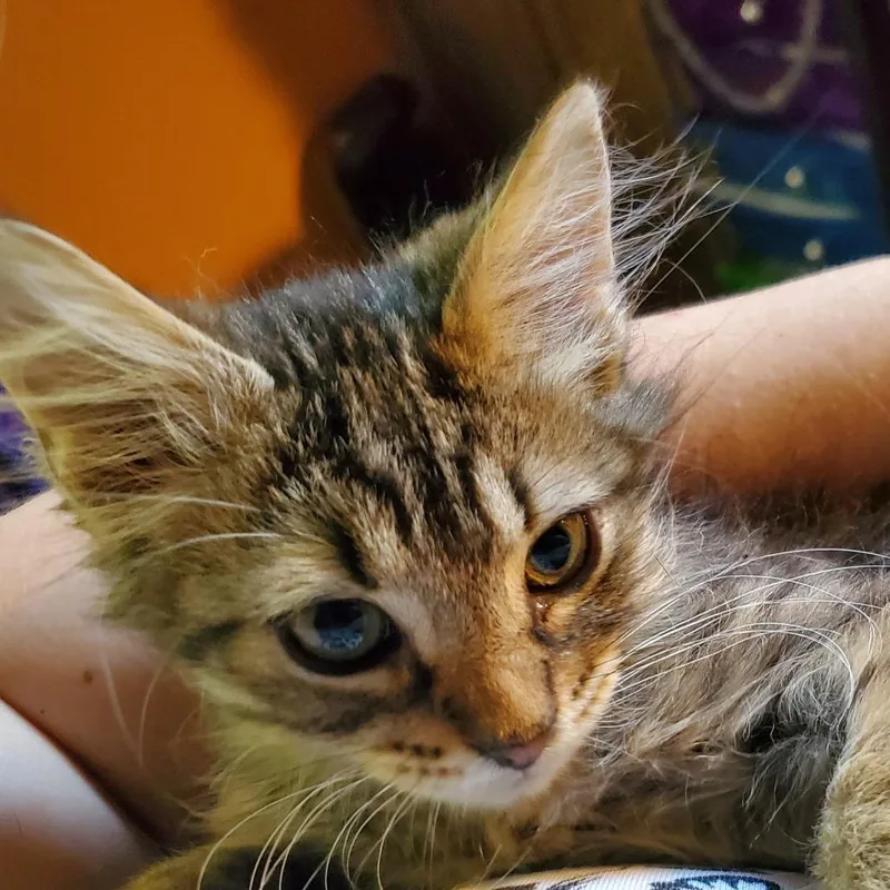 A baby small-sized male Brown / Chocolate Domestic Short Hair cat named Rocky for adoption in Jefferson city, TN