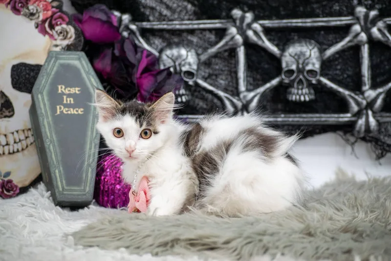 A baby small-sized female Domestic Long Hair cat named Boo for adoption in Sevierville, TN