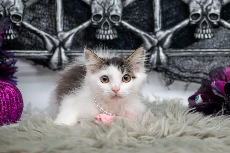 Boo thumbnail 2