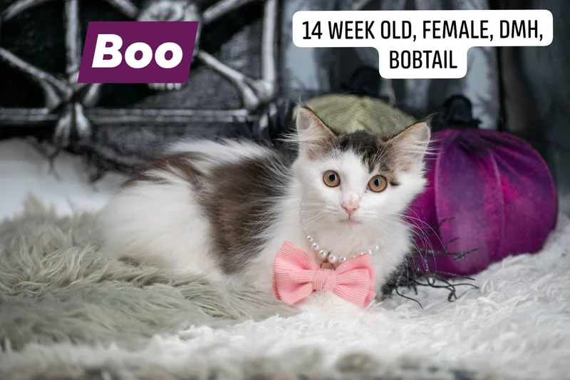 Boo thumbnail 4