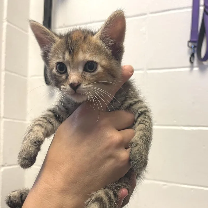 A baby small-sized female Torbie Domestic Short Hair cat named Baby Face for adoption in Albert Lea, MN
