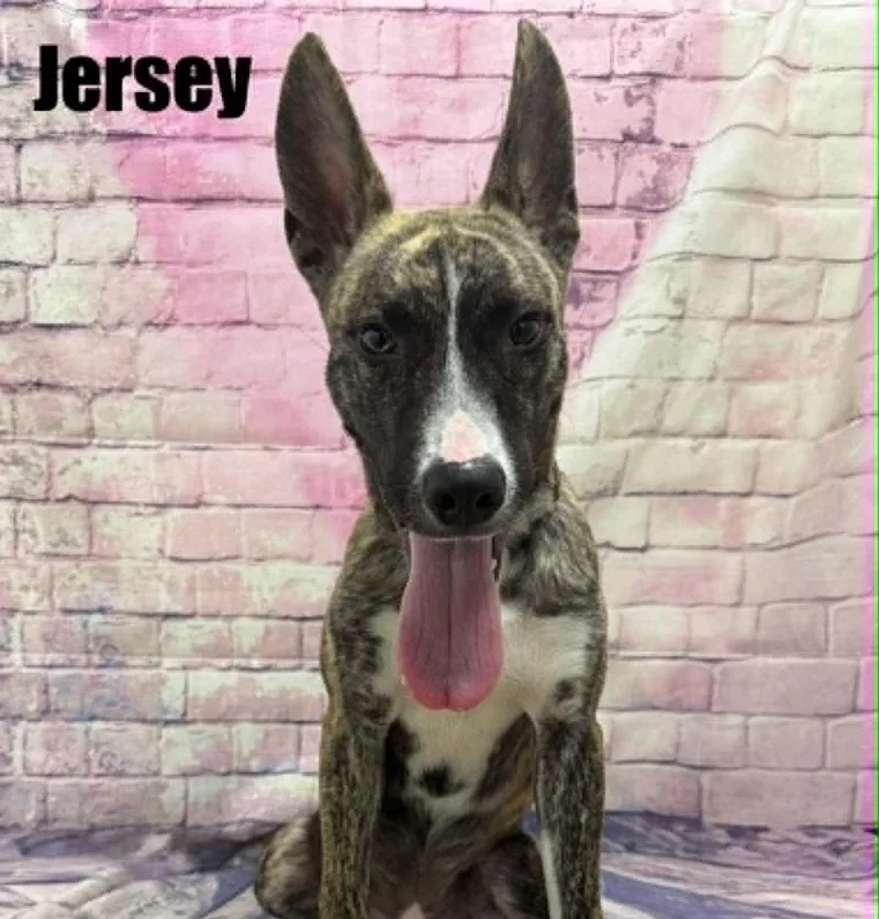 A young medium-sized male Brindle Labrador Retriever dog named Jersey for adoption in Quincy, MI