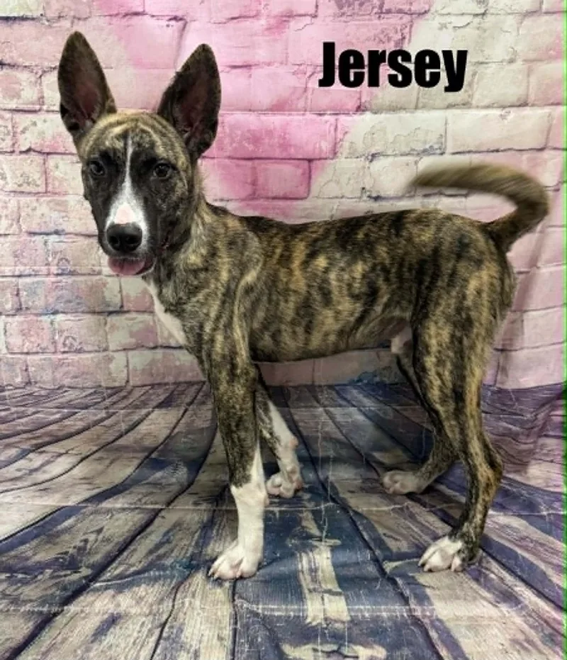 Jersey thumbnail 2