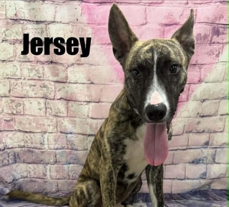 Jersey thumbnail 3