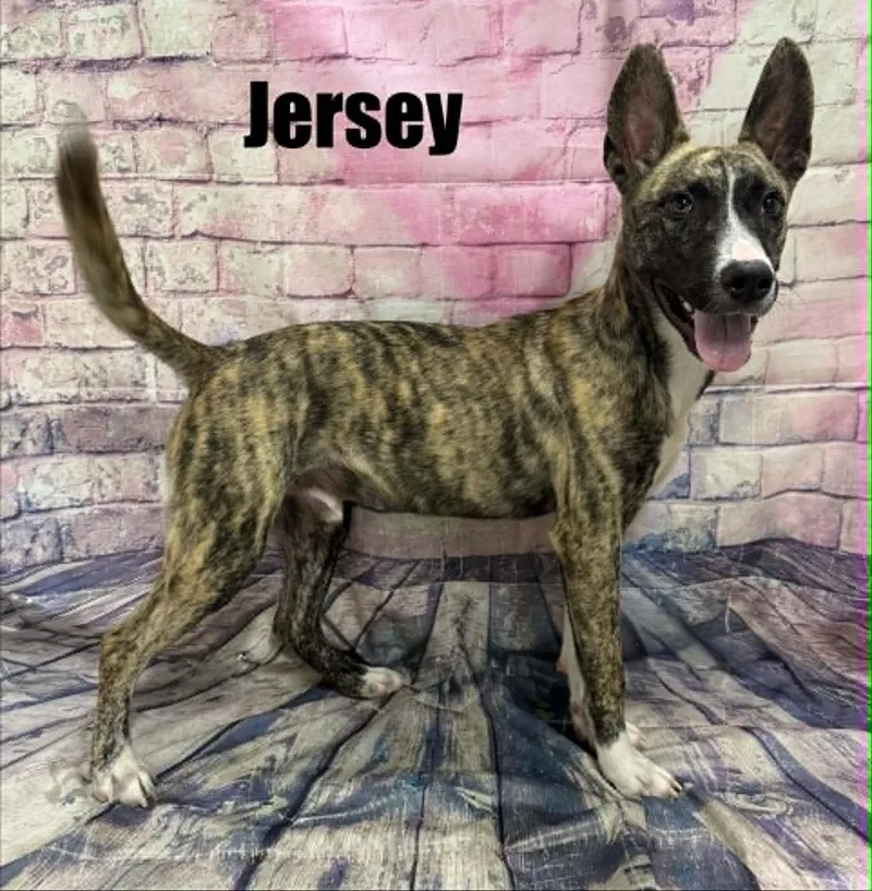 Jersey thumbnail 4