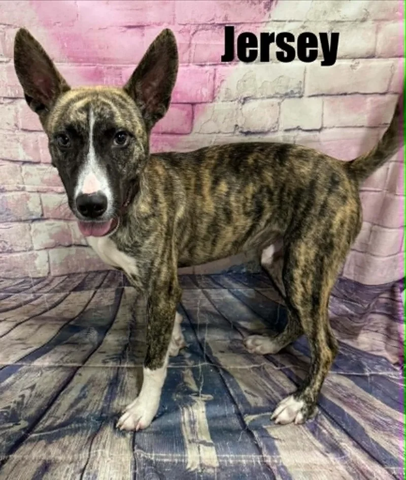 Jersey thumbnail 5