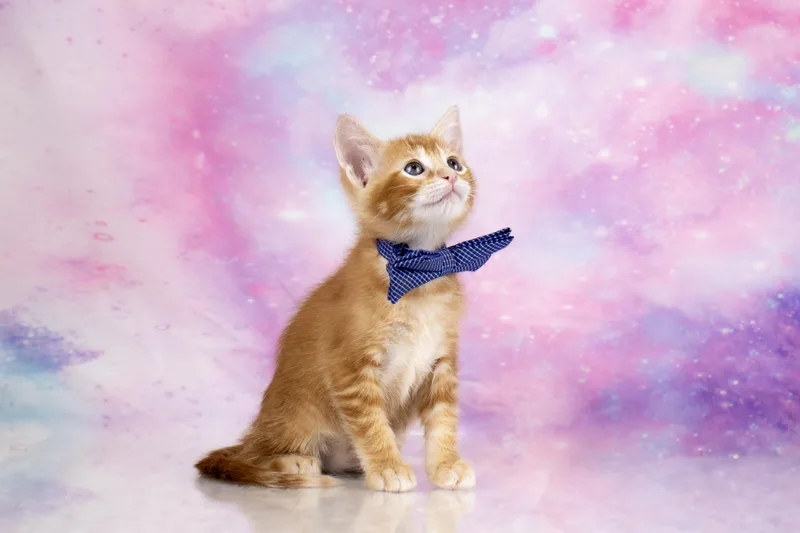 A baby medium-sized male Tabby (Orange / Red) Domestic Short Hair cat named Cayenne   Weeks for adoption in Tuscaloosa, AL