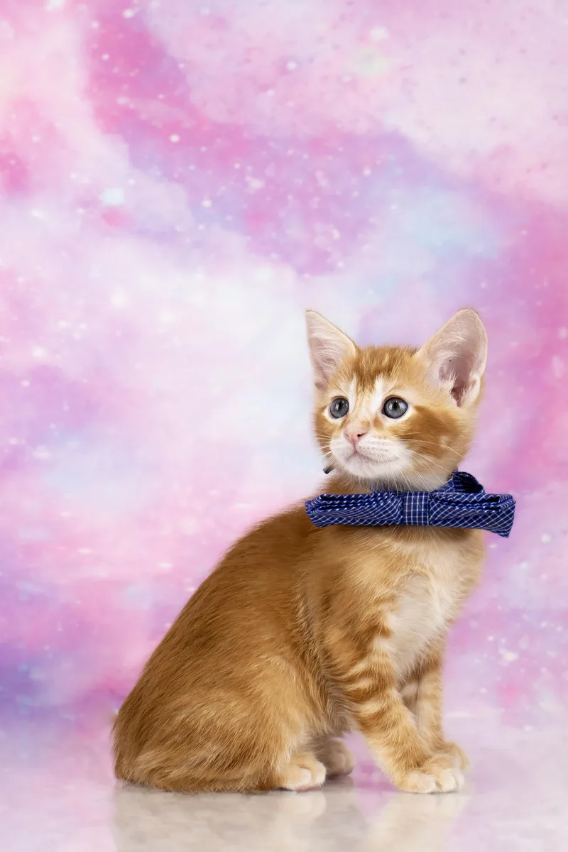 Cayenne   Weeks thumbnail 3