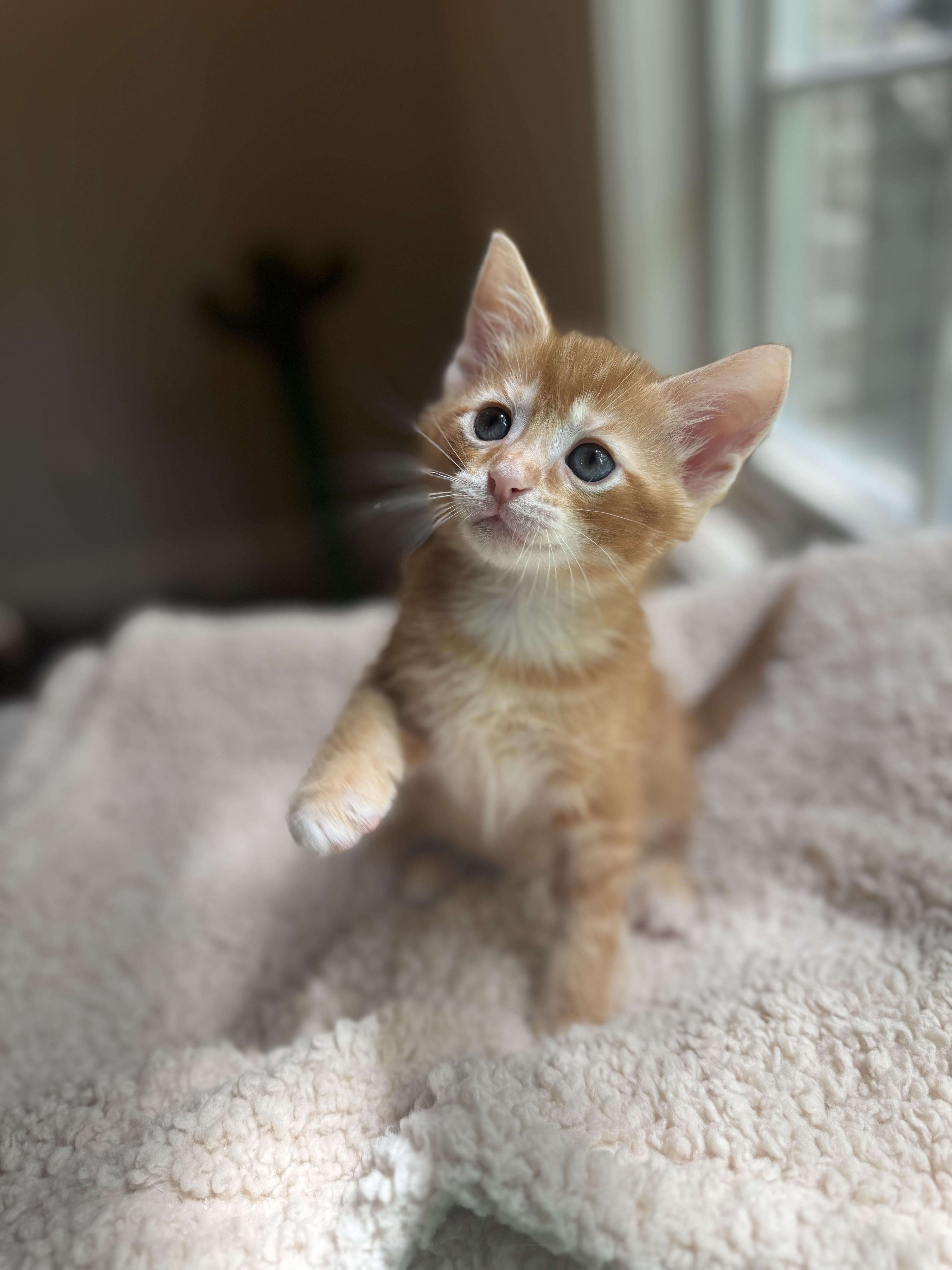 Cayenne   Weeks thumbnail 4