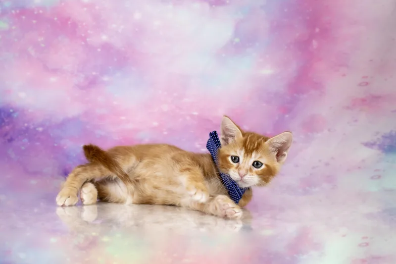 Cayenne   Weeks thumbnail 5